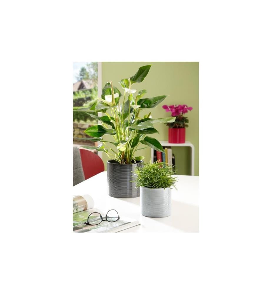 SCHEURICH - Blumentopf Glass 28 cm, Grau