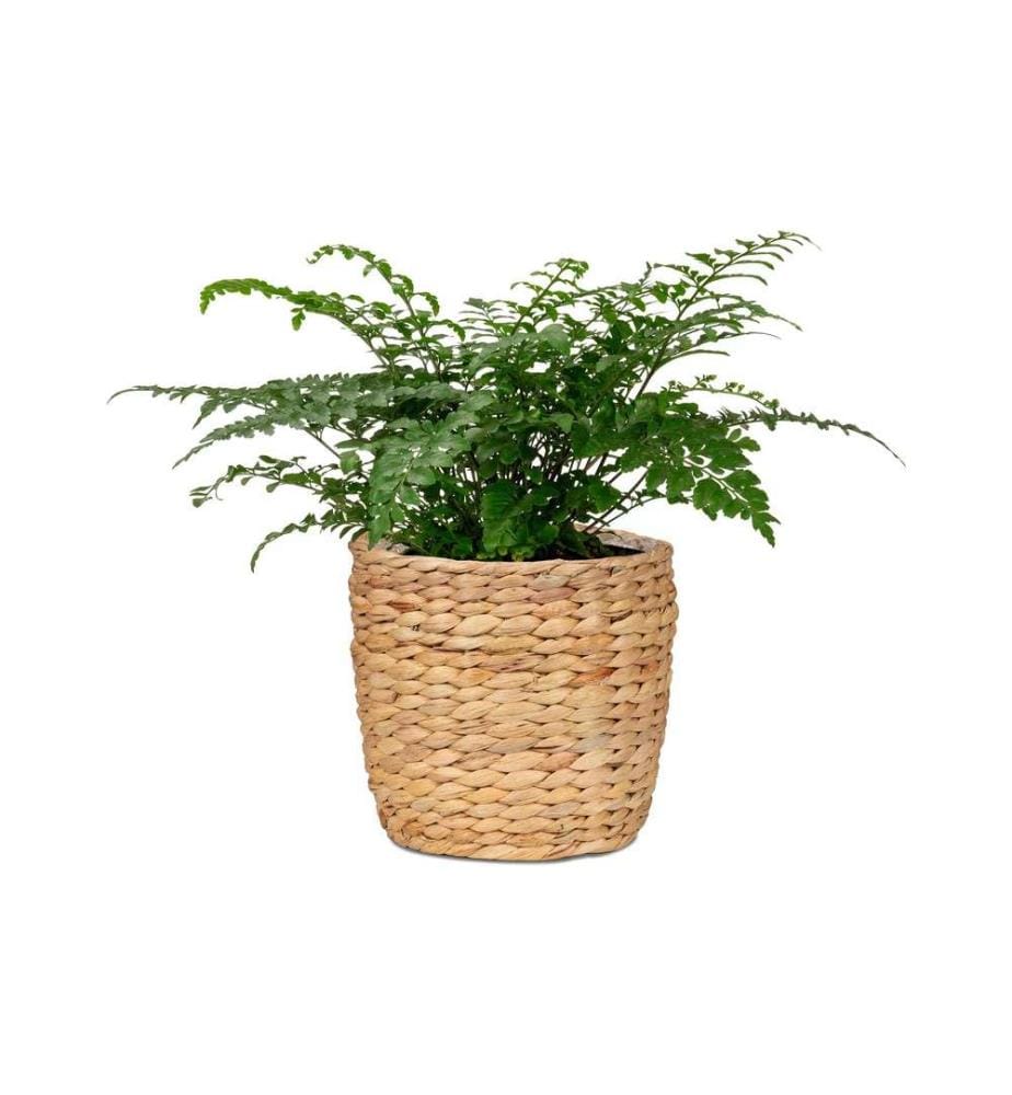 SCHEURICH - Pot de plantes avec film 25 x 22,5 cm, Nature