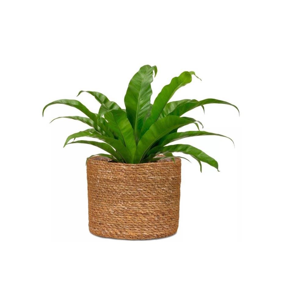 SCHEURICH - Pot de plantes avec film 22 x 19,5 cm, Nature