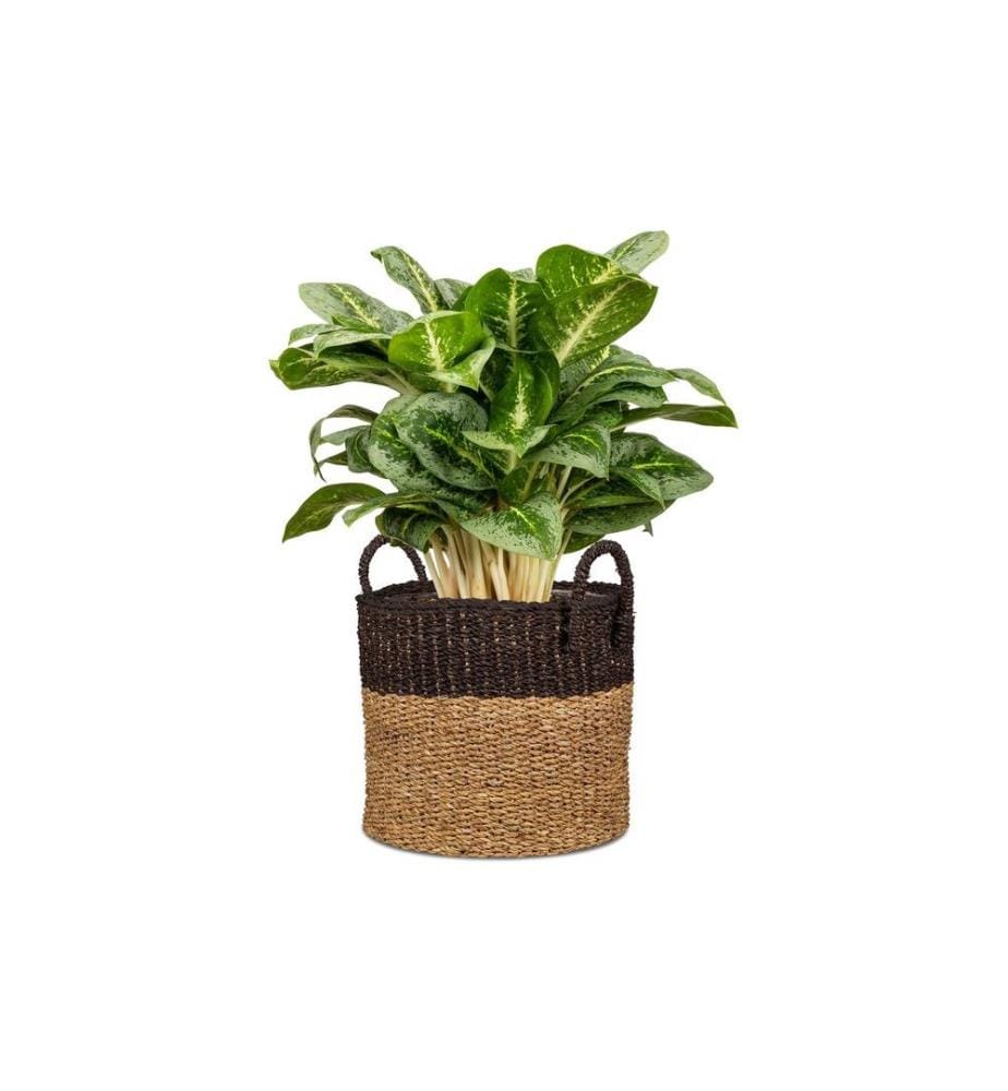 SCHEURICH - Pot de plantes avec poignées 28 x 24 cm, Nature/Noir