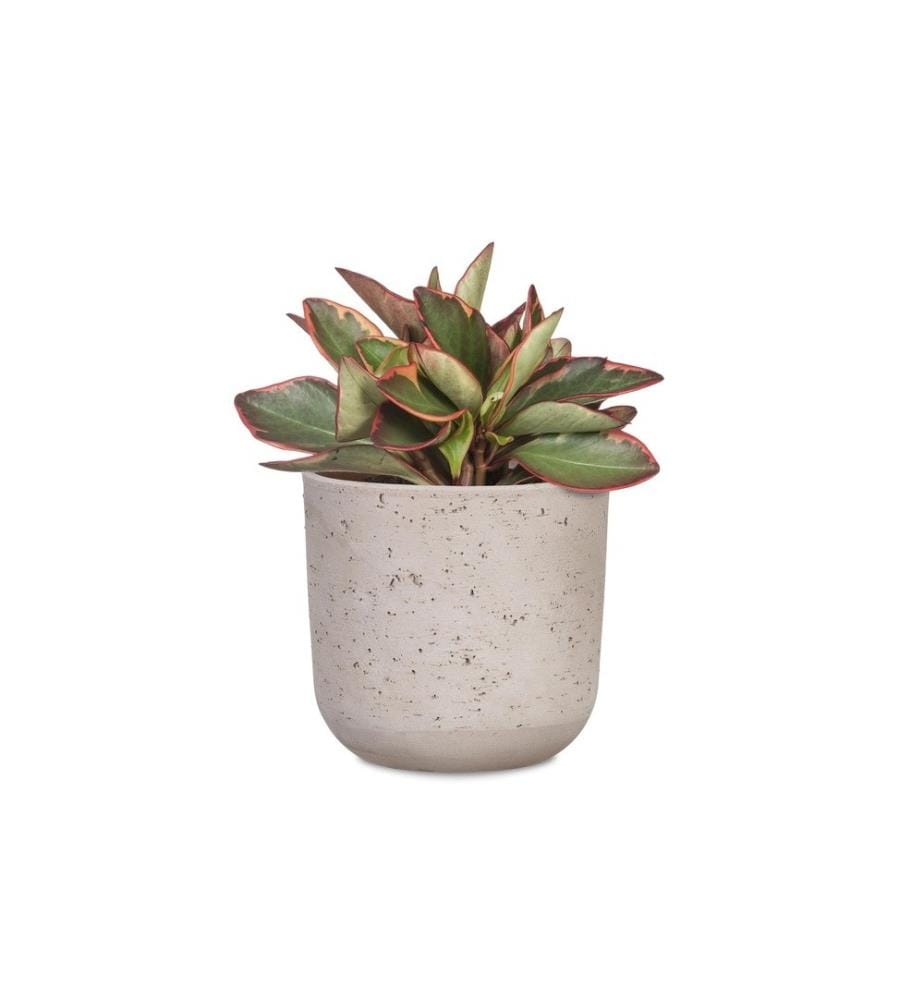 SCHEURICH - Blumentopf Basalto 12.9 cm, Grau