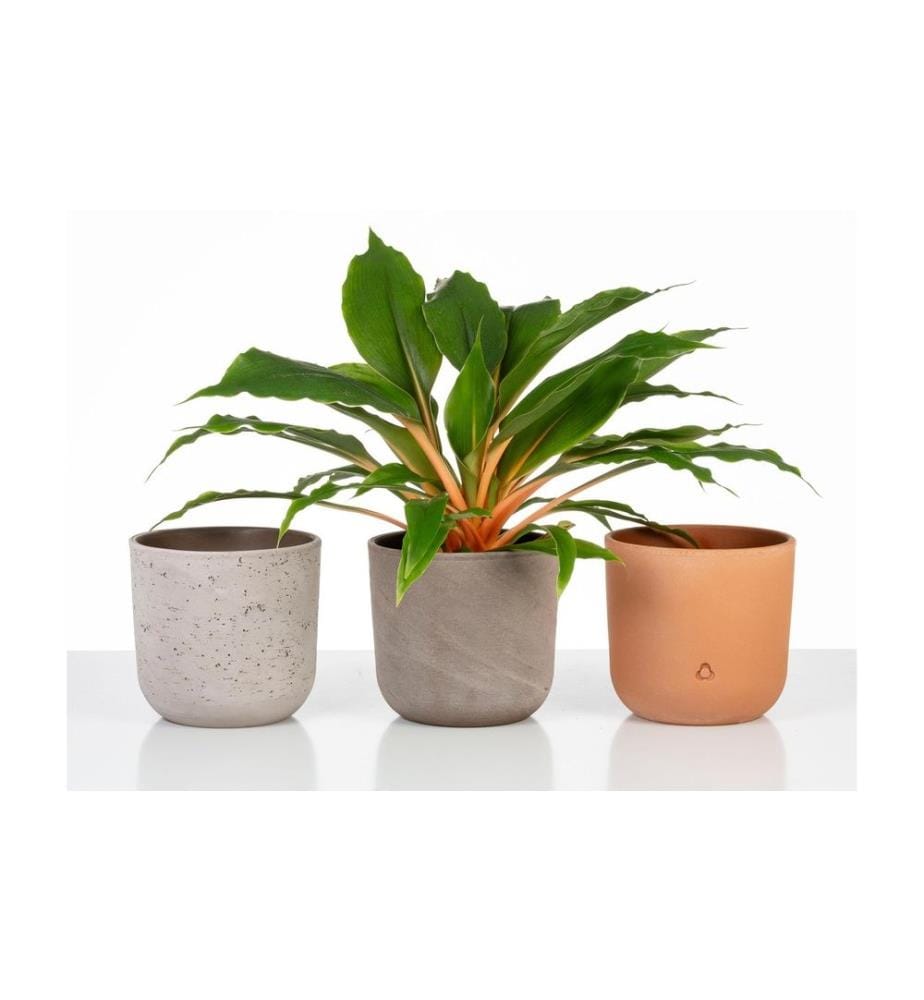 SCHEURICH - Blumentopf Basalto 14.2 cm, Grau