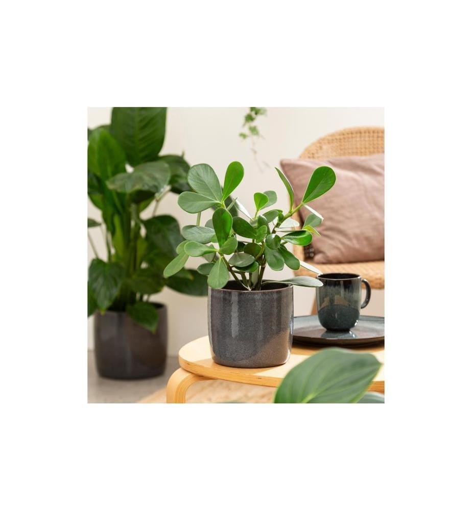SCHEURICH - Pot de fleur Solido 28 cm, Gris foncé