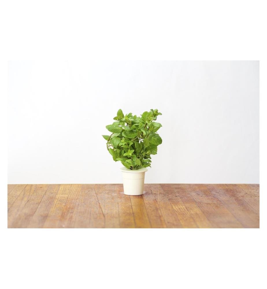 CLICK AND GROW - Samen Pfefferminze