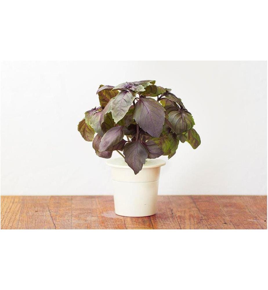 CLICK AND GROW - Semence basilic rouge