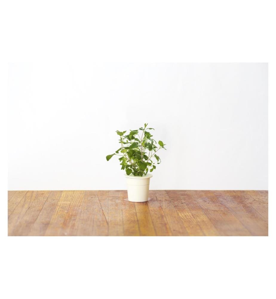 CLICK AND GROW - Samen Katzenminze