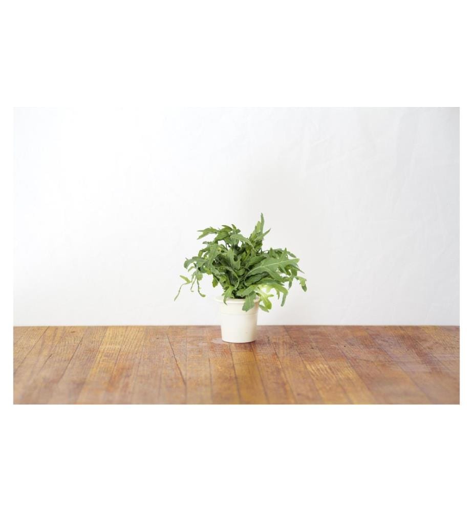 CLICK AND GROW - Semence moutarde en feuilles
