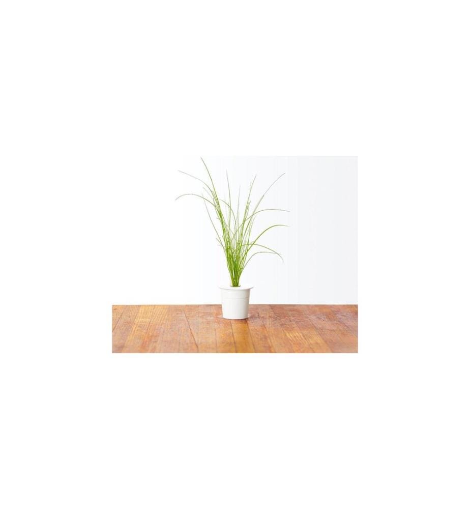 CLICK AND GROW - Semence ciboulette