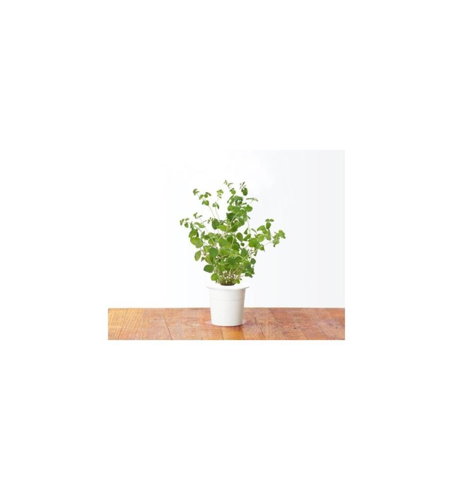 CLICK AND GROW - Semence marjolaine