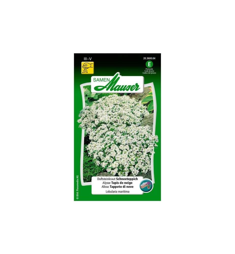 Samen Mauser - Semence Tapis de neige Stonewort parfumé