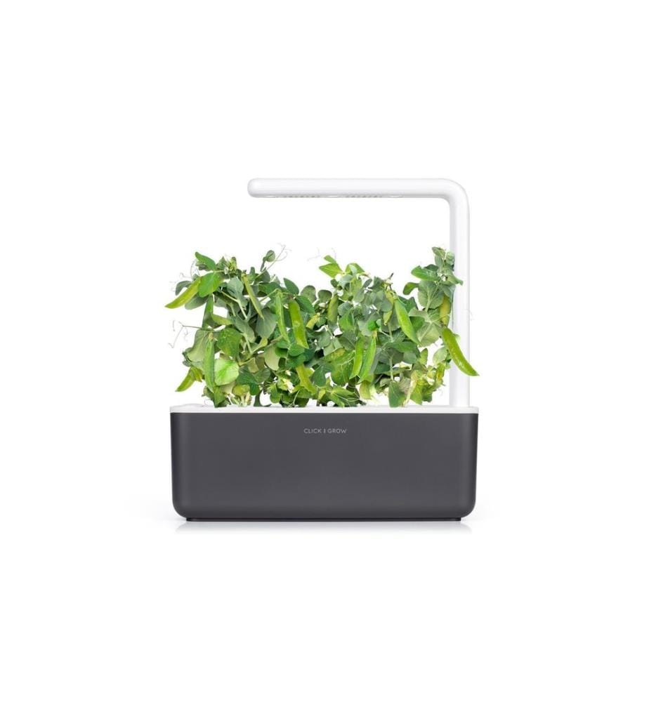 CLICK AND GROW - Semence pois nains