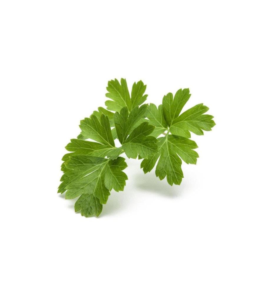 CLICK AND GROW - Semence Persil lisse