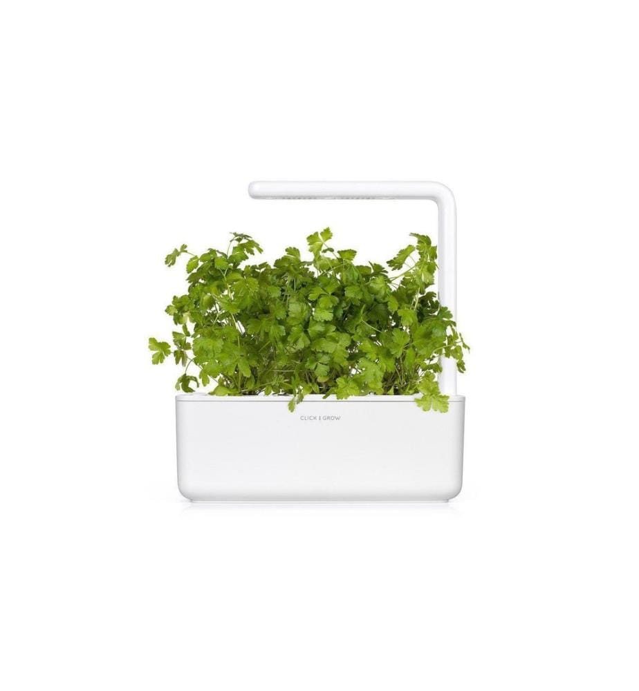 CLICK AND GROW - Semence Persil lisse