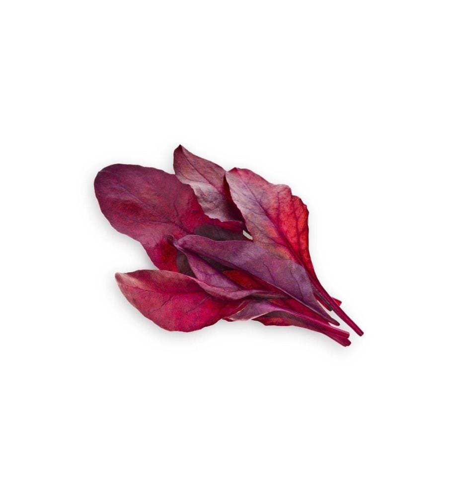 CLICK AND GROW - Semence Bette à carde rouge