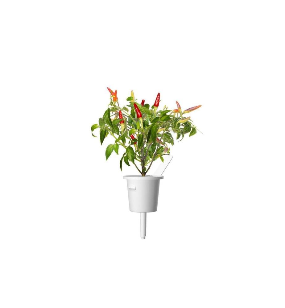 CLICK AND GROW - Semence Piment rouge piquant