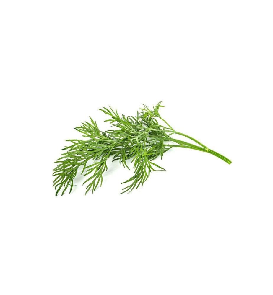 Click and Grow Graines Aneth