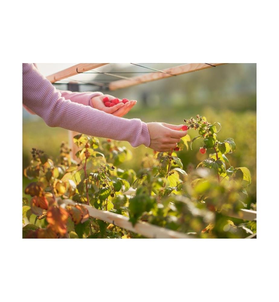Gusta Garden BERRY BUDDY modulare Beerenrankhilfe Braun