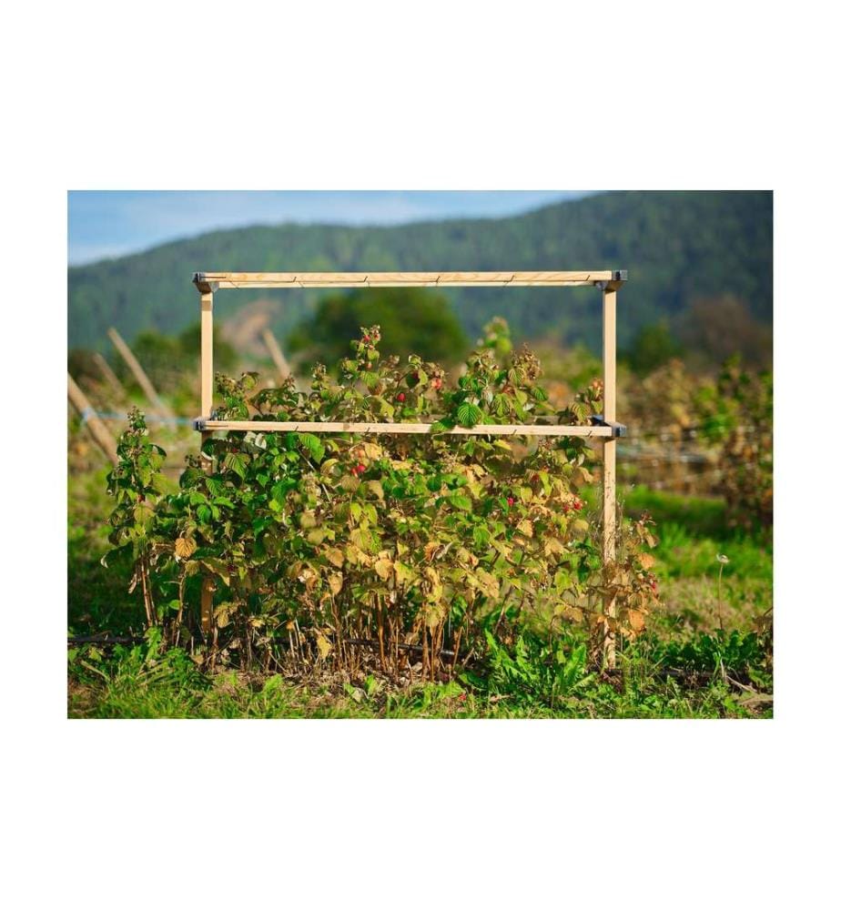 Gusta Garden BERRY BUDDY modulare Beerenrankhilfe Braun