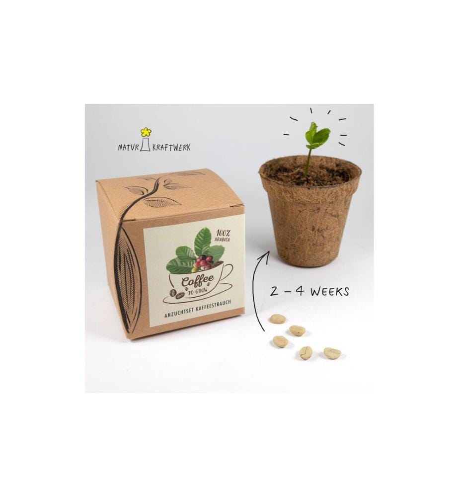 Naturkraftwerk Kit de démarrage Coffee-to-grow avec graines de café