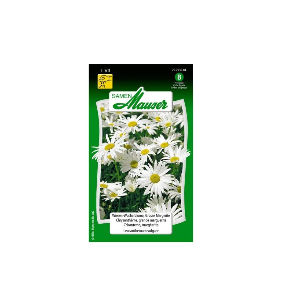Samen Mauser Saatgut WiesenWucherblume, Grosse Margerite