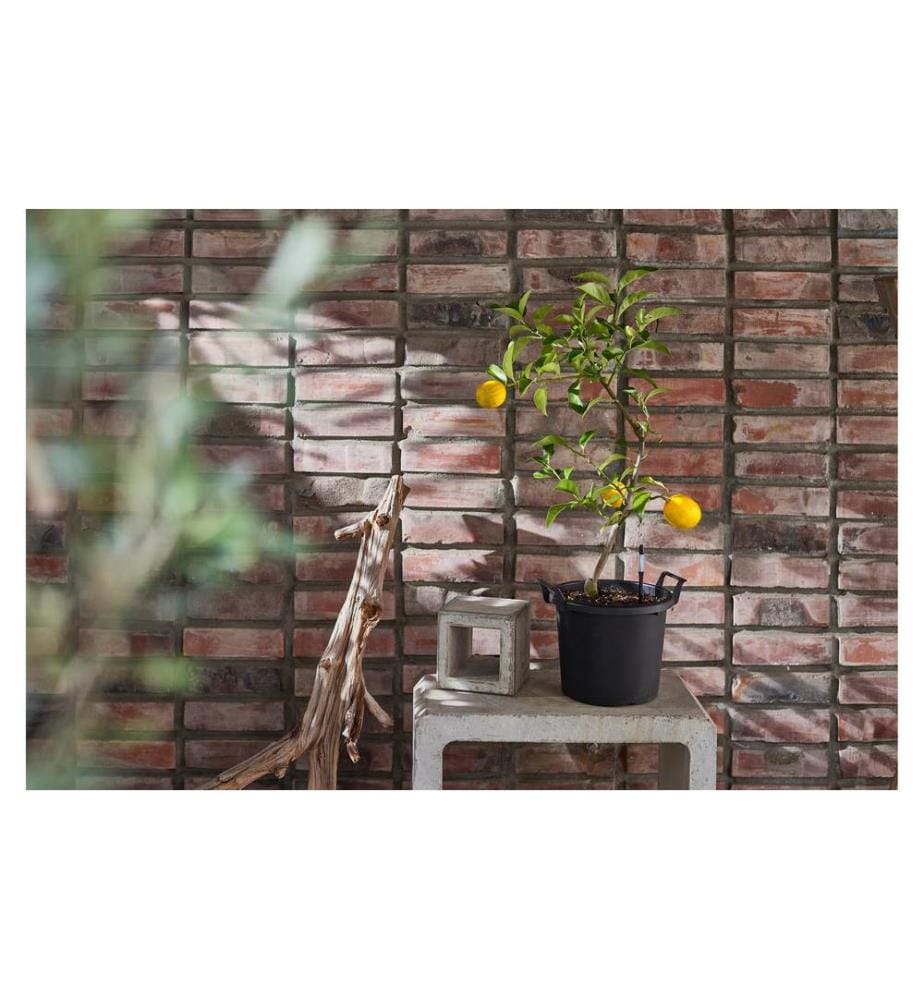 SUStee Indicateur d'arrosage SUSTEE Lot de 5 M Noir