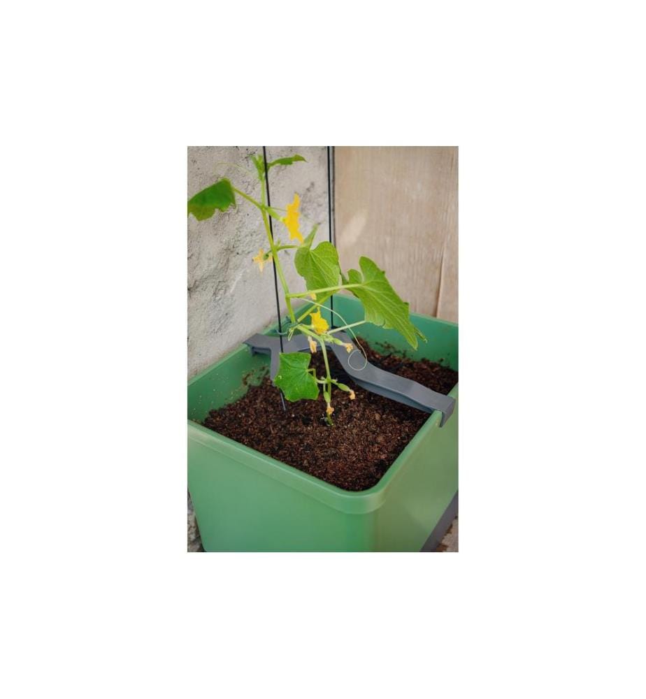GUSTA GARDEN - CURT CUCUMBER Pot de concombre Vert