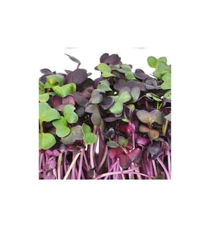 GUSTA GARDEN - Semence Microgreens Radis HARRY HERBS
