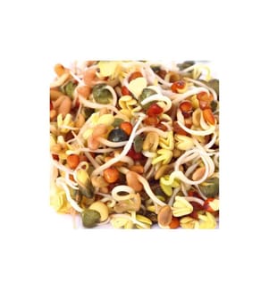 GUSTA GARDEN - Semence Microgreens Radis de Daikon HARRY HERBS