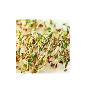 GUSTA GARDEN - Semence Microgreens Cresson HARRY HERBS
