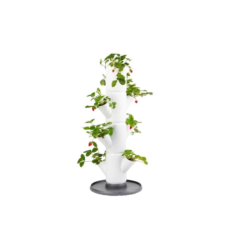 GUSTA GARDEN - Aufzuchttöpfe SISSI STRAWBERRY Starterset, Weiss