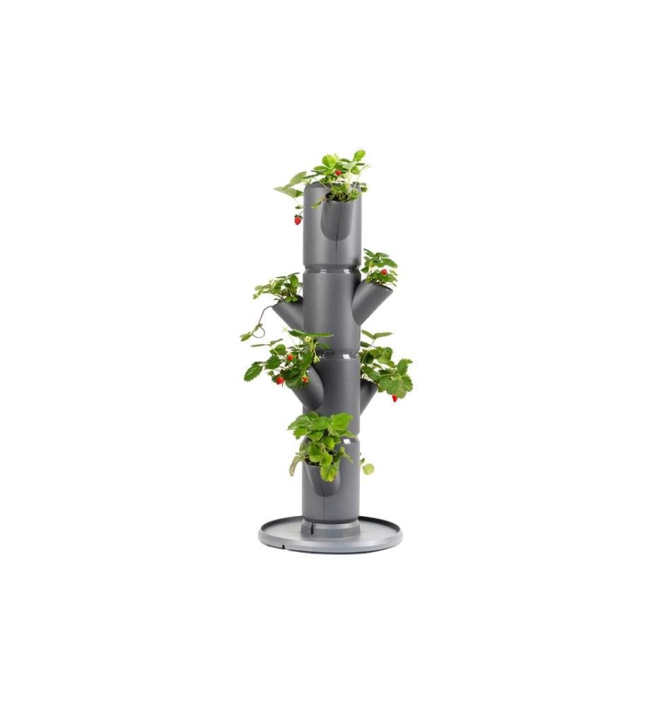 GUSTA GARDEN - Aufzuchttöpfe SISSI STRAWBERRY Starterset, Anthrazit