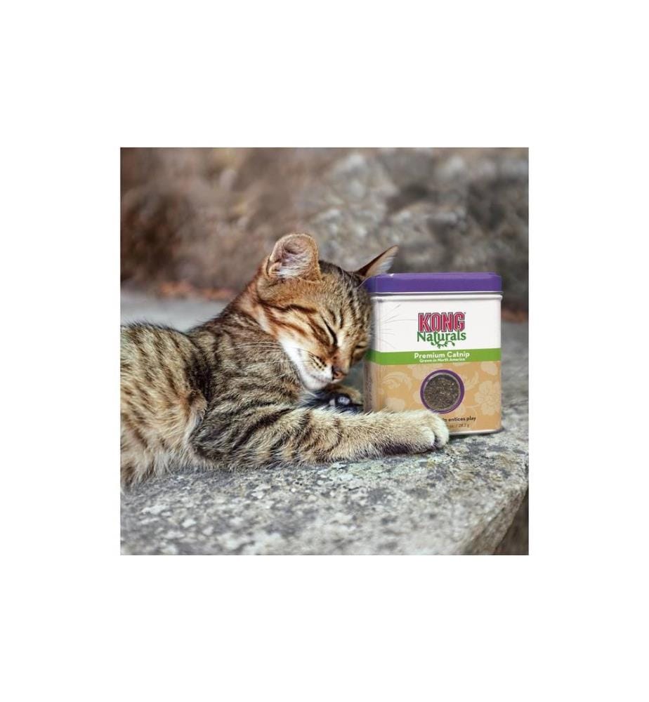 KONG - Recharge Naturals Catnip 56 g