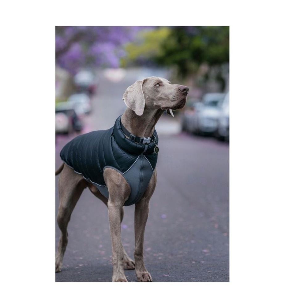Manteau pour Chien Matelassé 45 cm - Noir/Gris