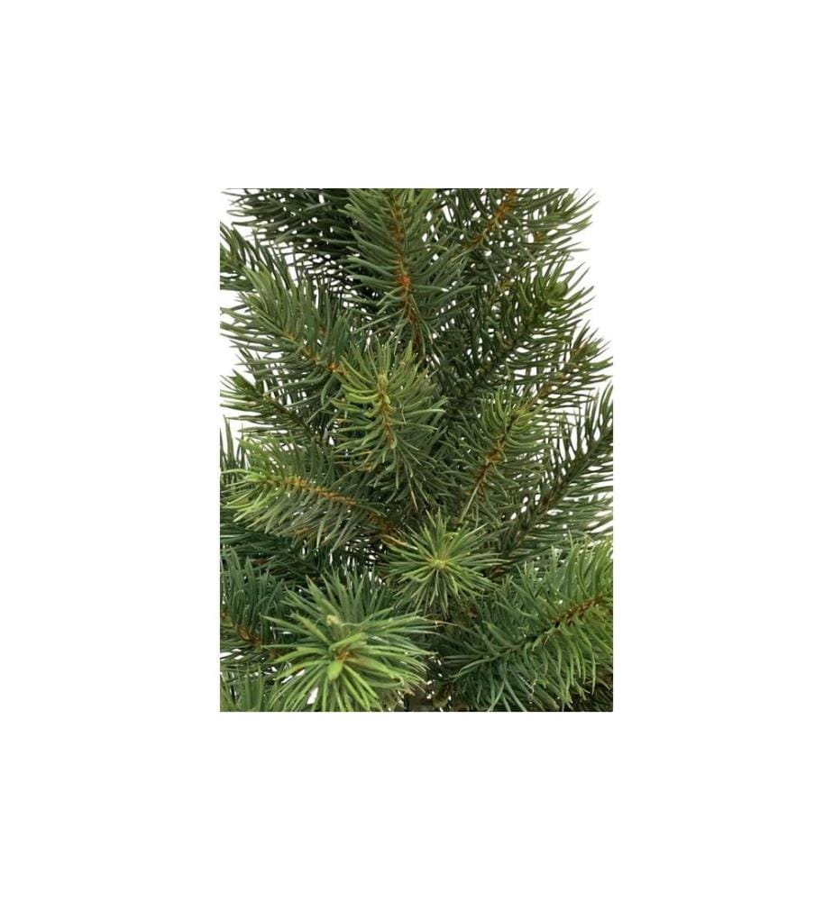 Botanic-Haus Weihnachtsbaum Tannenbaum im Topf, 41 cm