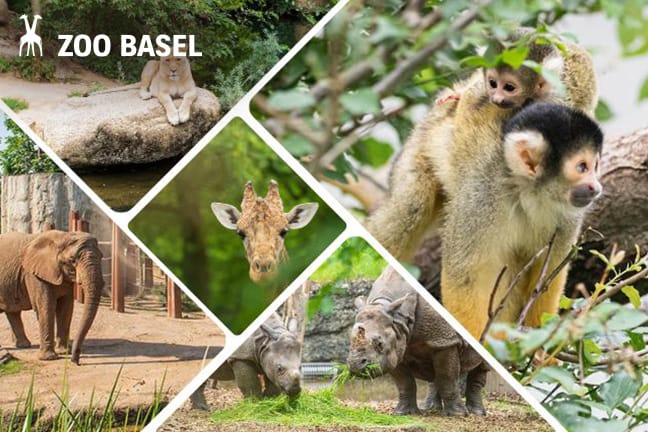 Ingresso giornaliero allo Zoo di Basilea per 1 bambino