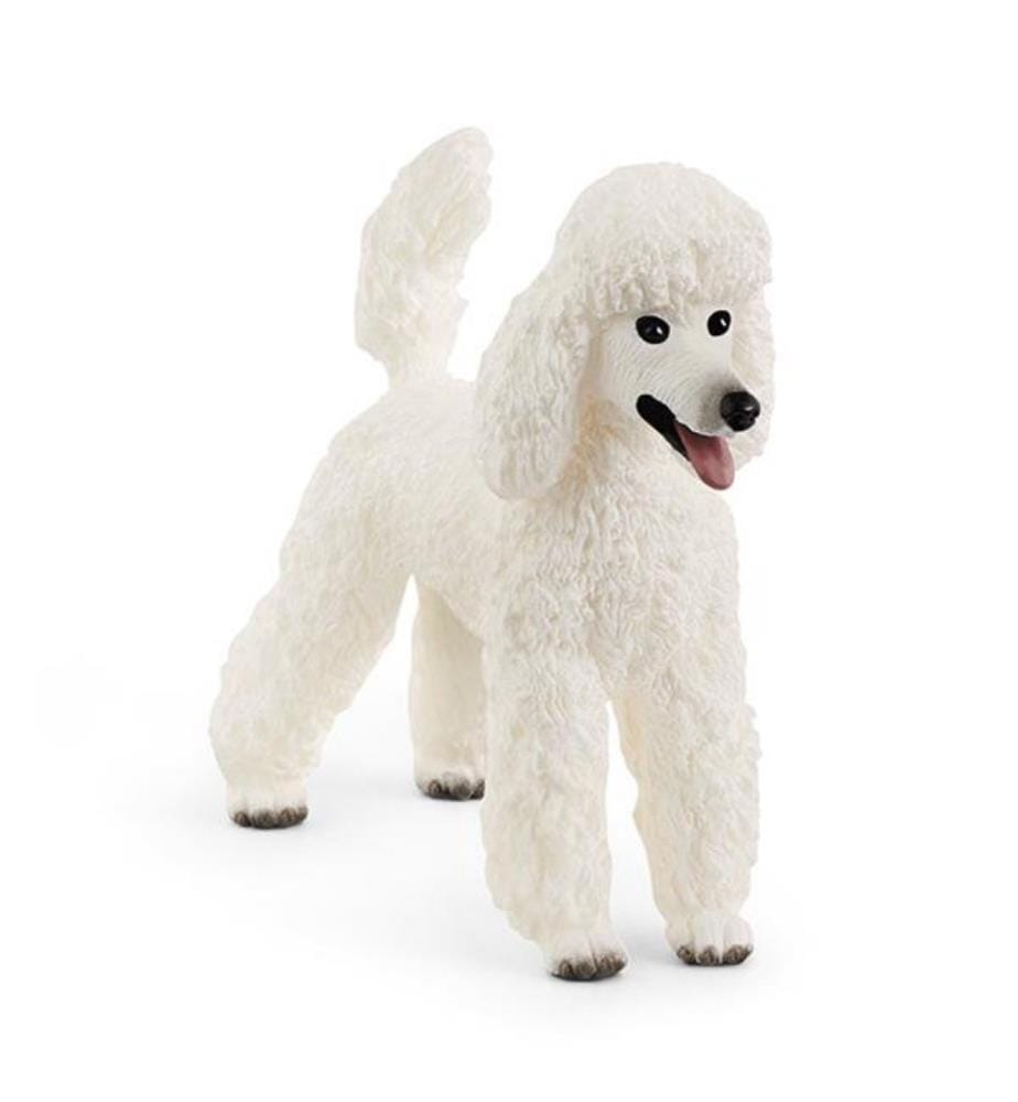 13917 - Caniche