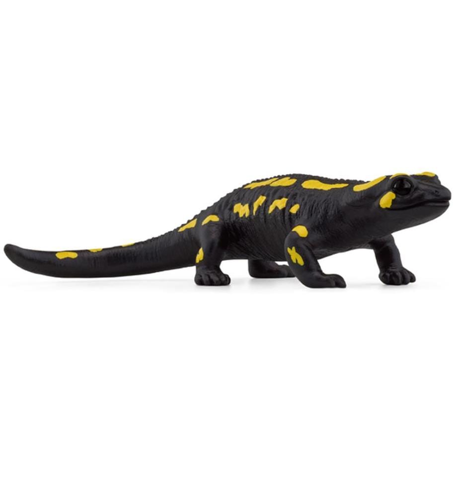 14870 - Gefleckter Salamander