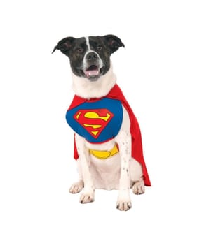 Superman - Costume pour chiens