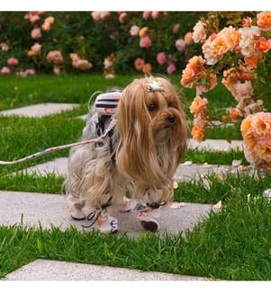 Hundeschuhe Schuh - Weiss