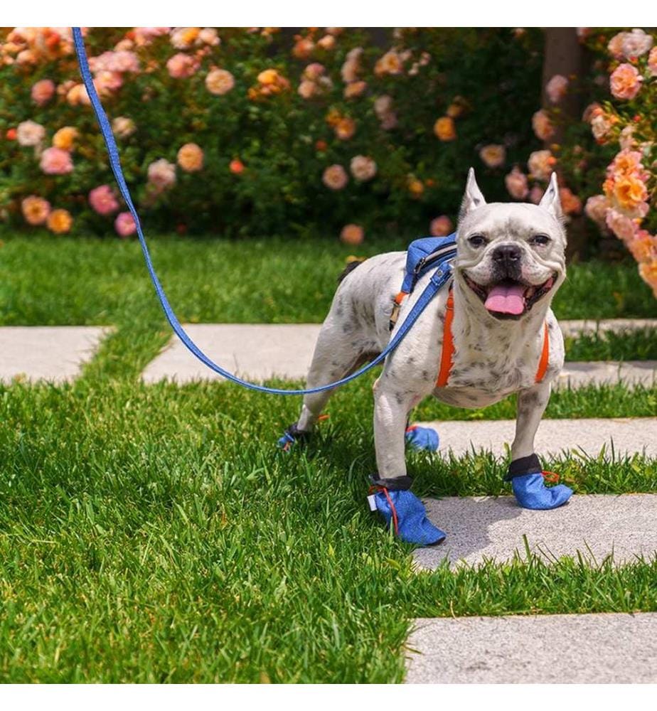 Hundeschuhe Schuh - Blau