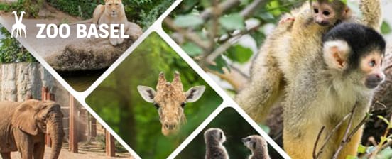 Ingresso giornaliero allo Zoo di Basilea per 1 bambino