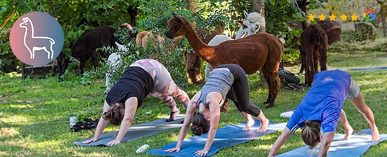 Bon d'achat pour du yoga avec des alpagas ou d'autres expériences