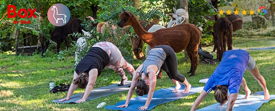 Wertgutschein für Alpaka-Yoga oder andere Alpaka-Erlebnisse